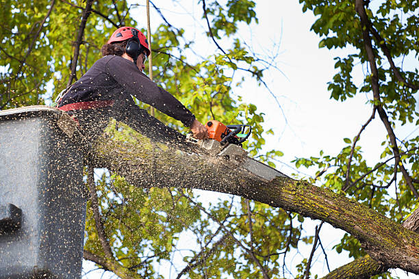 Best Stump Grinding Near Me  in USA